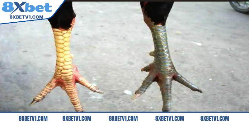 Bật mí mẹo soi xem chiến kê có vảy tam tài không