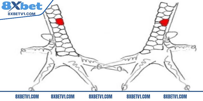 Chiến kê có vảy ngũ quỷ có phải bất khả chiến