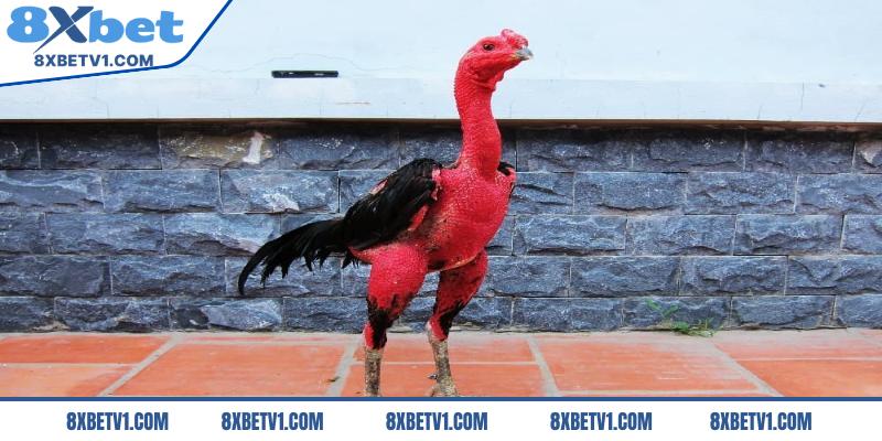 Có nên nuôi gà cánh tiên hay không