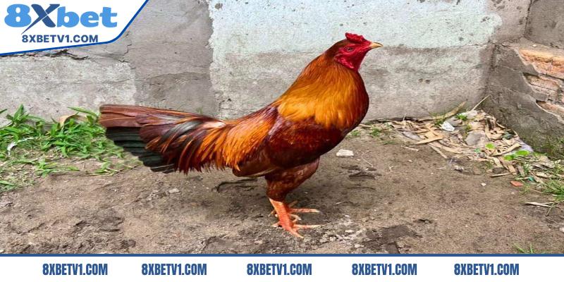 Một vài lưu ý trong quá trình lựa chọn gà