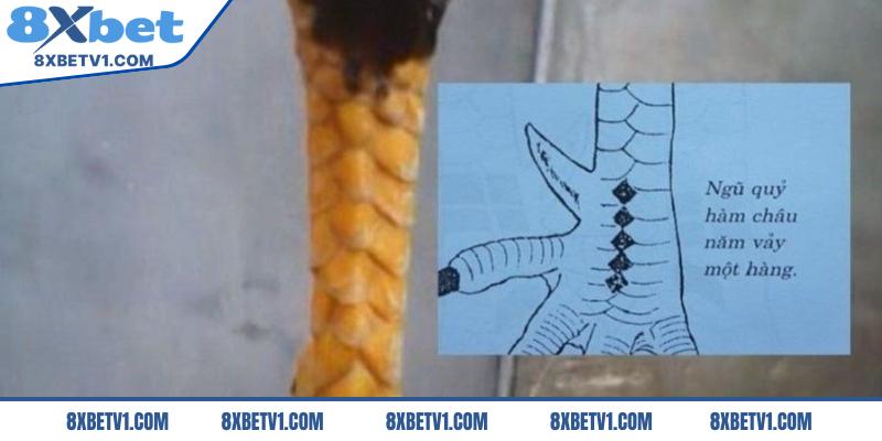 Vảy gà ngũ quỷ là gì? 