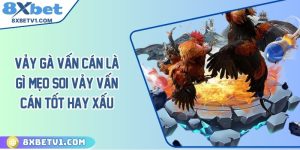 Vảy gà vấn cán là gì? Mẹo soi vảy vấn cán tốt hay xấu