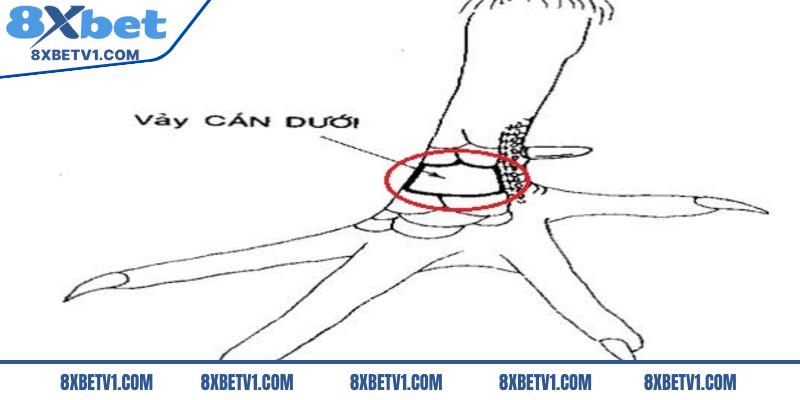 Vảy gà vấn cán dưới cựa