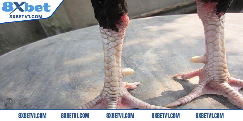 Mẹo soi vảy vấn cán tốt hay xấu